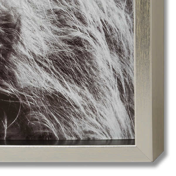 Highland Cow Left Facing Glass Image with Silver Frame